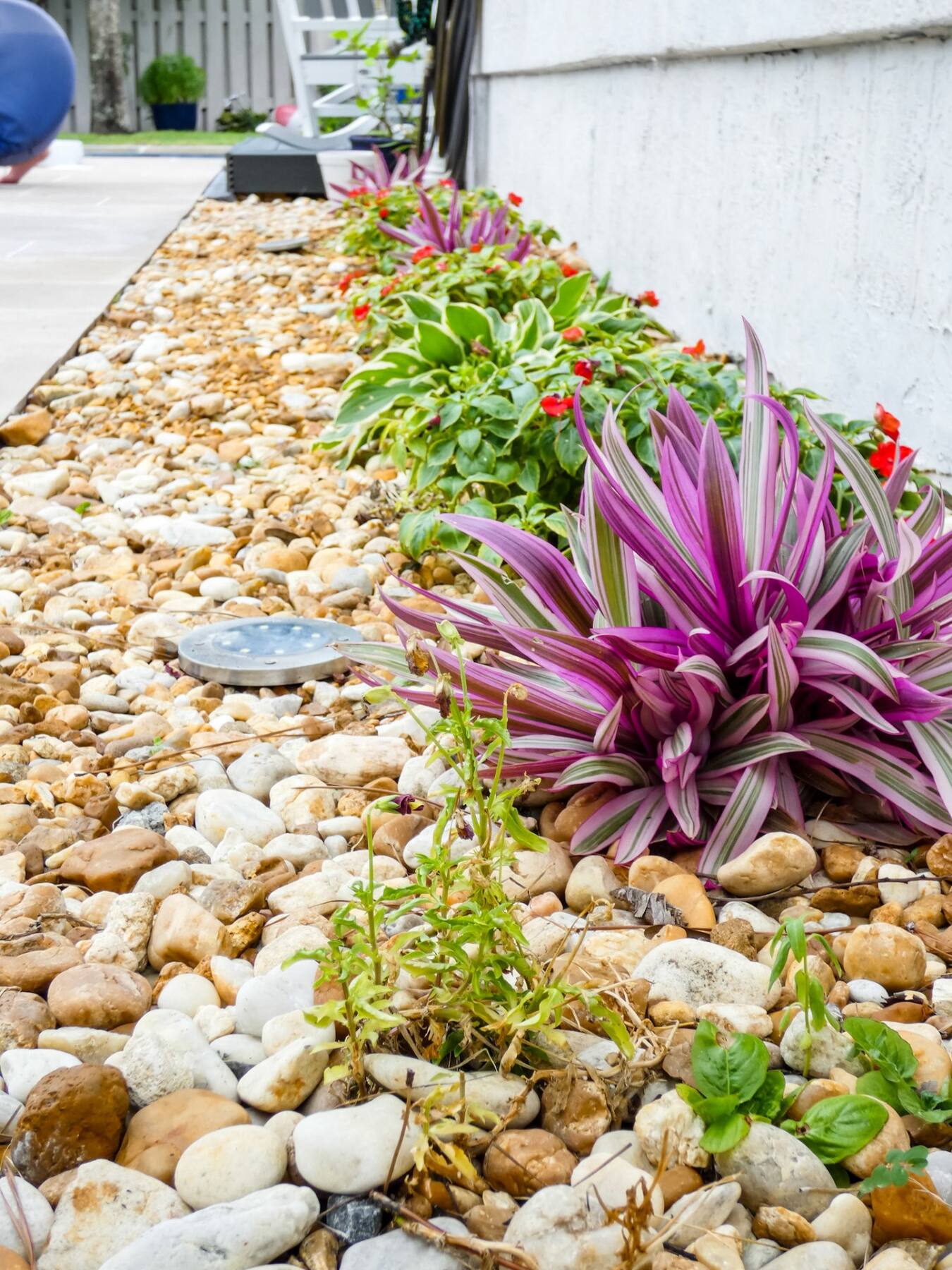 Editorial Florida garden at golden hour: pink muhly grass, sago palm, and a stone path